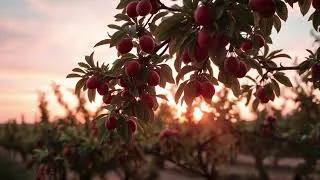 Thumbnail: Terra Firma Live Stream