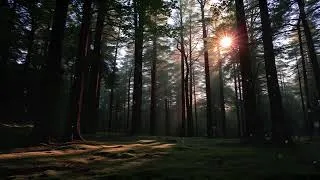 Thumbnail: Terra Firma Live Stream