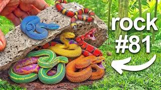 Thumbnail: I Flipped 100 Rocks in an Exotic Jungle, Here's What I Found...