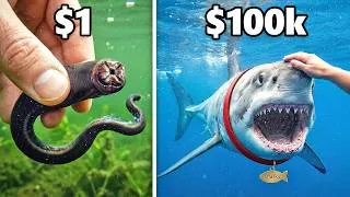 Thumbnail: $1 vs. $100,000 Pet Fish!