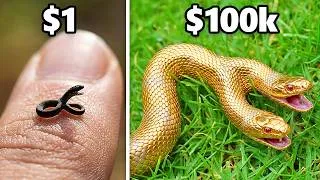 Thumbnail: $1 vs. $100,000 Pet Snake!