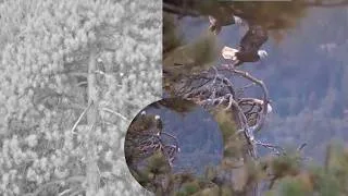 Thumbnail: Shadow And KAYDEE August 30 Morning Chortles—KAYDEE Follows Shadow Lookout Snag—Most Beautiful! 😭❤️🦅