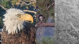 Thumbnail: Did You See KAYDEE Visit Nest Second Time August 29?! Had Dinner Then Slept With Shadow! 😱🤔🦅❤️