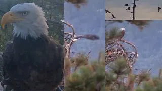 Thumbnail: August 29 — KAYDEE Visits Nest — Flies To Lookout Snag — But Where Is Shadow?! Most Mysterious! 😱🤔🦅