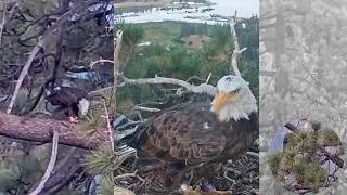 Thumbnail: August 28 — Shadow And KAYDEE Twin Pine — KAYDEE Eats Fish — Nest Visit — Both Sleep Roost Tree! 😱🦅