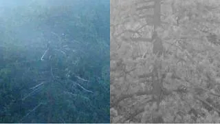 Thumbnail: Big Bear Windy Evening — Shadow And KAYDEE Safe Together On Roost Tree — Most Emotional! 😭❤️🌬️🦅