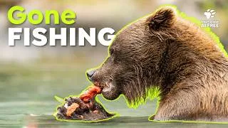 Thumbnail: Wild Sushi: 30 Minutes of Animals hunting for Fish | Wildlife Compilation