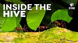 Thumbnail: Social Insects: 30 Minutes of Colony Life | Wildlife Compilation