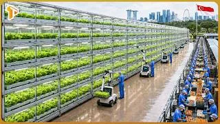 Thumbnail: How Singapore Built Massive Vertical Farms to Grow