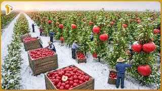 Thumbnail: Inside Russia's Massive Agriculture Industry Harvesting & Processing Millions of Tons