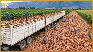 Thumbnail: Inside Massive Cassava Industry – How Millions Tons Are Processed Into Valuable Products