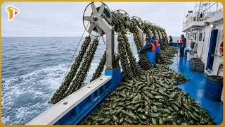 Thumbnail: How Millions Tons of Toxic Green Mussels Are Harvested & Processed in Indonesia