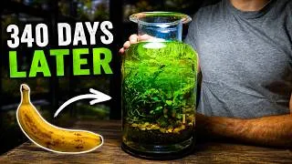 Thumbnail: I Tried Using a Banana to Power an Ecosystem