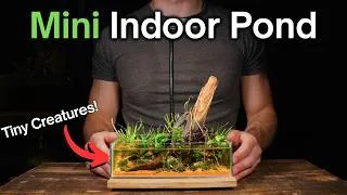 Thumbnail: I Made a Mini Indoor Pond For Tiny Creatures, Here’s How!