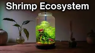 Thumbnail: I Made a No-Filter Shrimp Jar Ecosystem, Here’s How!