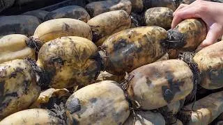 Thumbnail: Lotus Root Harvesting in Taiwan! 4 Crops From Farm to Table