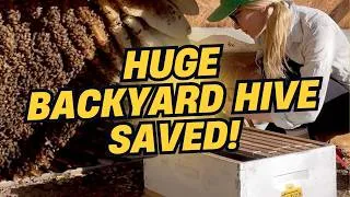 Thumbnail: Huge Beehive Moved to My Bee Sanctuary