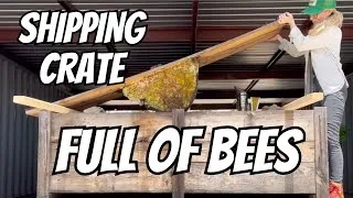 Thumbnail: Big Box of Bees