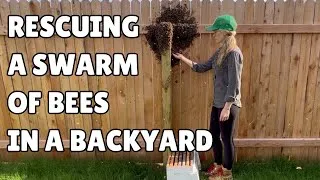 Thumbnail: Catching a Swarm of Bees Barehanded