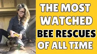 Thumbnail: The Internet’s Most Watched Bee Removals