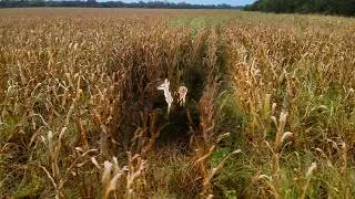 Thumbnail: A Crop Consumed | Deer Damaged Corn