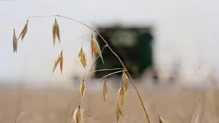 Thumbnail: An Oat-standing Crop | Texas Oat Harvest 2026