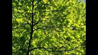 Thumbnail: Lullaby Of The Leaves By Denise Fraga