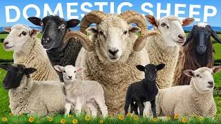Thumbnail: Which Country Has The Most Sheep in the World?