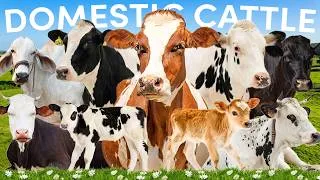 Thumbnail: Which Country Has The Most Cattle in The World?