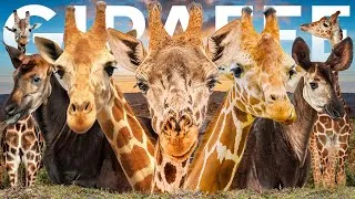 Thumbnail: All 5 Giraffe Species (3 Recently Discovered)