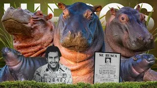 Thumbnail: All 2 Hippo Species & The Pablo Escobar Debacle!