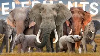 Thumbnail: All 3 Elephant Species (One Critically Endangered)