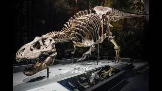 Thumbnail: Debunking Conspiracy Theorists: Dinosaurs, Egypt and (dumb as) Rocks