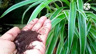 Thumbnail: How to grow SPIDER plant -home gardening ideas #youtube 