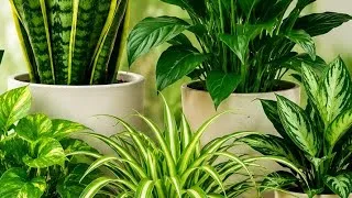 Thumbnail: 🌱 Best Air Purifying Plants for Home | 10 Indoor Plants That Freshen Your Air #youtu.be 