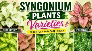 Thumbnail: Syngonium plant care- Syngonium plants varieties #youtube 