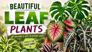 Thumbnail: Variegated leaves plant collection- low maintenance and permanent- #homegardeningandideas 