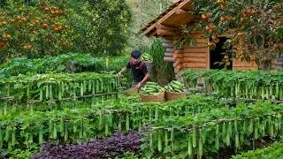Thumbnail: Living in the forest, gardening, Harvest cucumbers to market sell. Install water pipes to the cabin