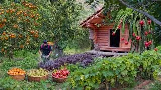 Thumbnail: Living in the forest, gardening, harvesting persimmons, pears, and dragon fruit to market sell