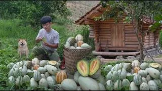 Thumbnail: Off-grid, Harvesting Wild Watermelon in Garden For Sale, planting banana trees, Furniture For Cabin