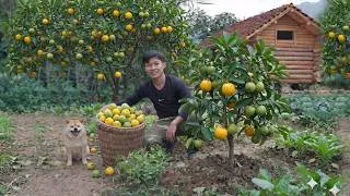 Thumbnail: Weeding the melon, Peanut garden, Harvesting giant mangosteens, Picking longan to sell,OffGrid Cabin