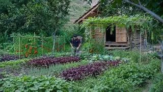 Thumbnail: Off-grid Life, Harvesting Fresh Vegetables in the Garden For Sale,Making Windows,Furniture For Cabin