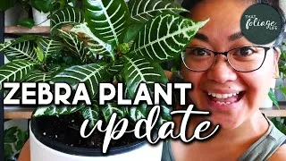 Thumbnail: Zebra Plant Propagation Update (Aphelandra Squarrosa)