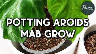 Thumbnail: Using Dr. Greenthumbs MAB grow for the first time!