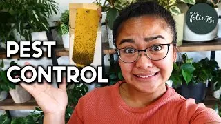 Thumbnail: How to PREVENT PESTS in your Houseplants (How to get rid of pests in indoor plants)