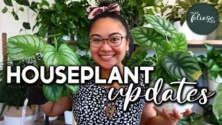 Thumbnail: Plant Growth Updates! (How to Notch your Ficus l Houseplant Updates)