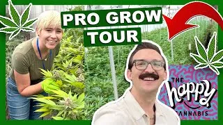 Thumbnail: The Happy Cannabis Farm Tour – Authentic OG Grow!