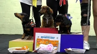 Thumbnail: A SAUSAGE DOG SPORTS DAY