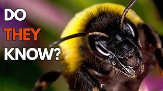 Thumbnail: Do Insects Know They're Alive?