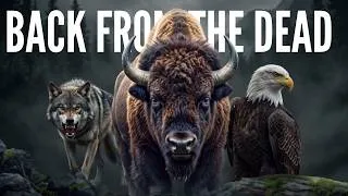Thumbnail: Wild Animals America Brought Back From Extinction